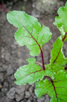 Young Beet Sprouts Stock Images Young Beet Sprouts Stock Images