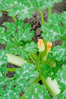 Squash Leaves And Flower Stock Images Squash Leaves And Flower Stock Images