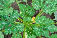 Squash Leaves And Flower Stock Photos Squash Leaves And Flower Stock Photos
