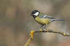 Great Tit Stock Image