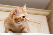 Ginger Tabby Cat Stock Images Ginger Tabby Cat Stock Images