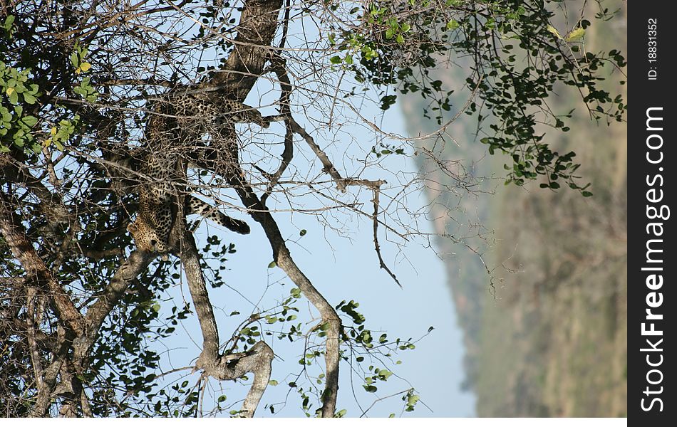 Leopard In Tree