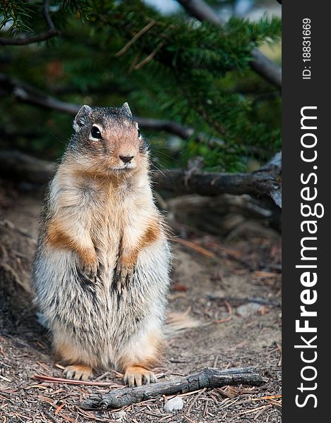 Canadian Ground Squirrel standing to attention