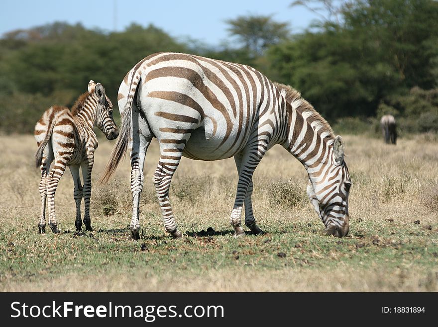 A small zebra with the mother near lake naivasha. A small zebra with the mother near lake naivasha