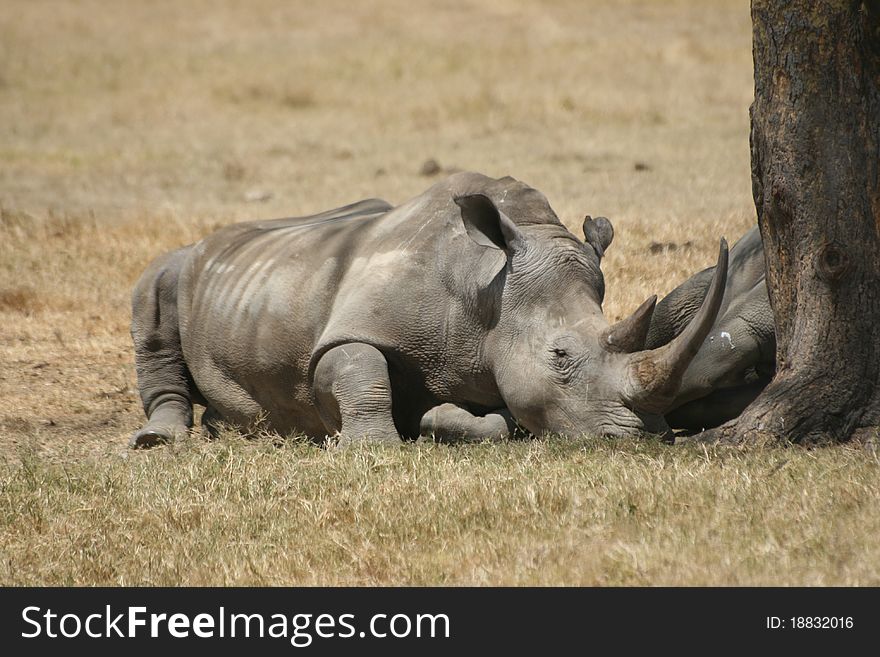 A white rhino lying underneath a tree nearby lake nakuru