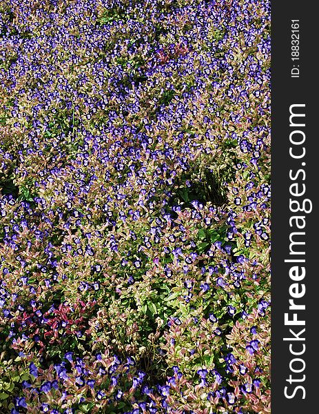 Blooming Flower Bed From Above