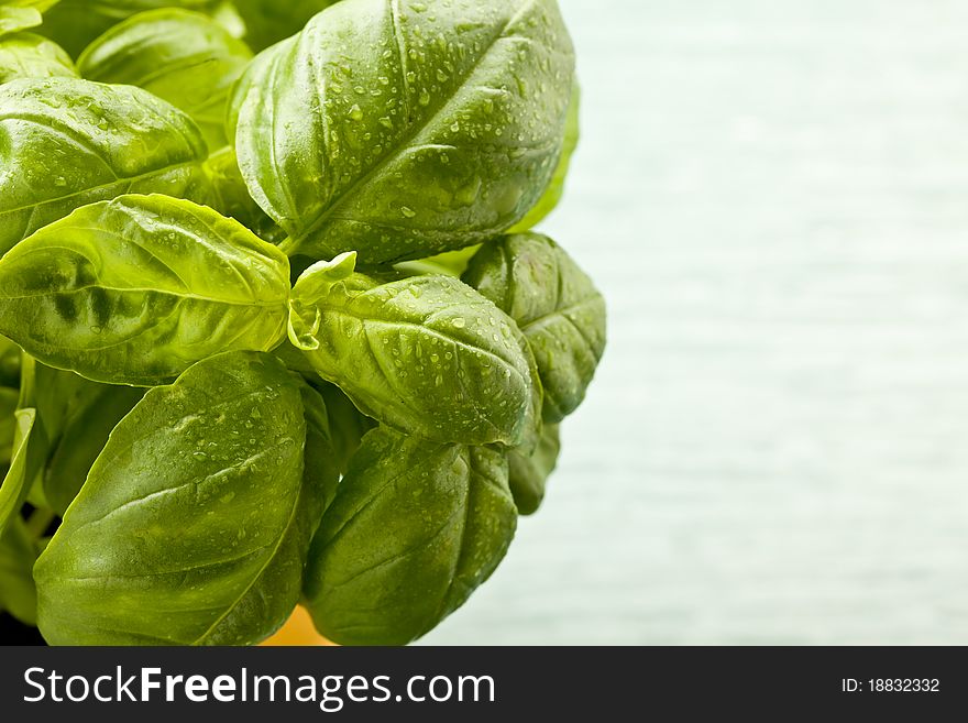 Photo of fresh green basil with water drops on it
