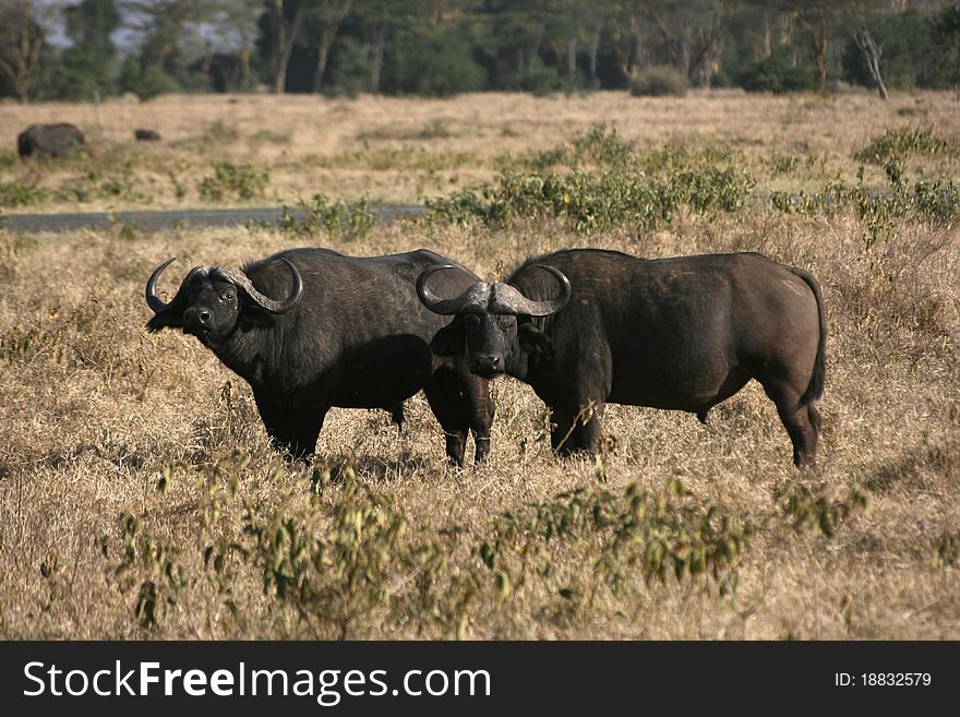 Two grown-up buffalos near by lake nakuru, kenya. Two grown-up buffalos near by lake nakuru, kenya