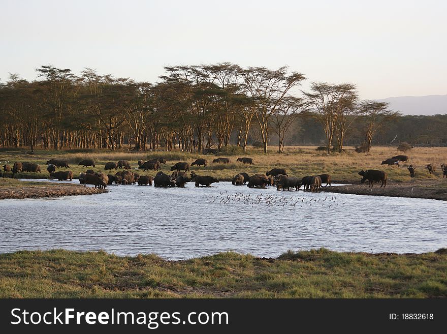 Big group of buffaloes are drinking nearby lake nakuru, kenya