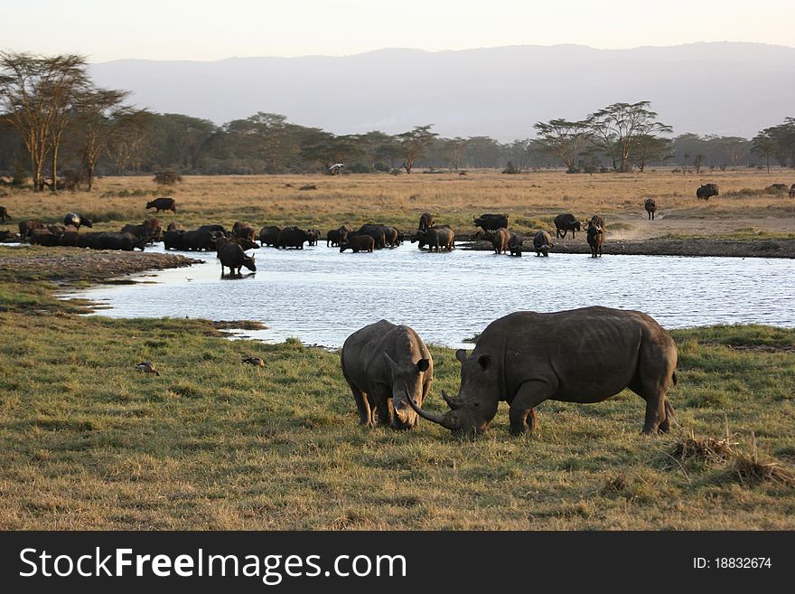 Two rhinos in front of a big group of buffaloes. Two rhinos in front of a big group of buffaloes