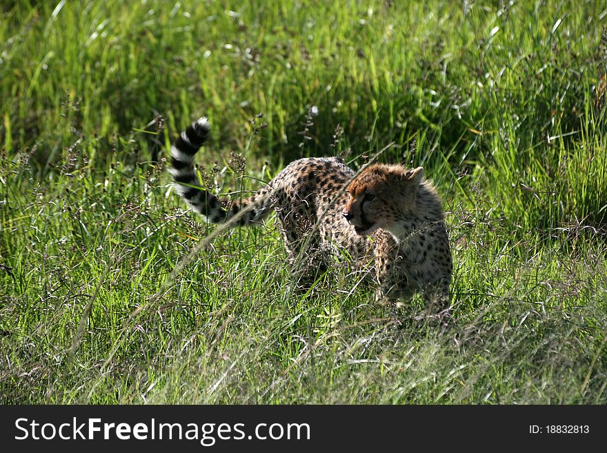 A cheetah in the grass of national park masai mara, kenia