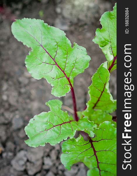 Young beet sprouts on natural background