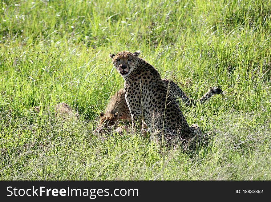 Three cheetahs are eating in the grass of national park masai mara, kenia