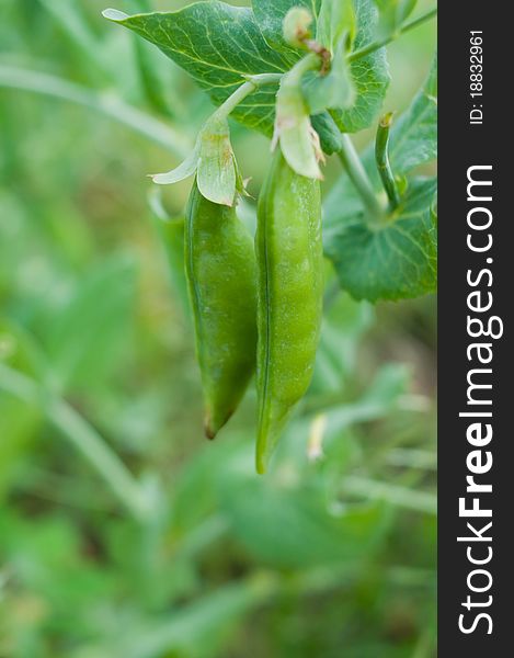 Peas thickets in pods on natural background