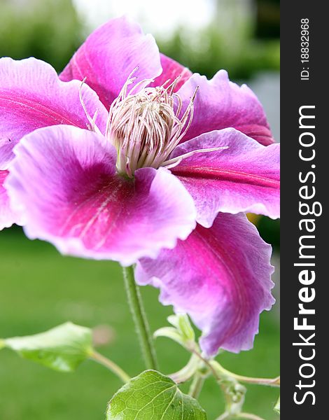 A beautiful clematis against a garden background. A beautiful clematis against a garden background