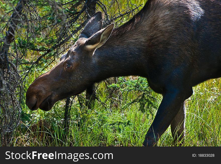 Young moose feeding in a meadow