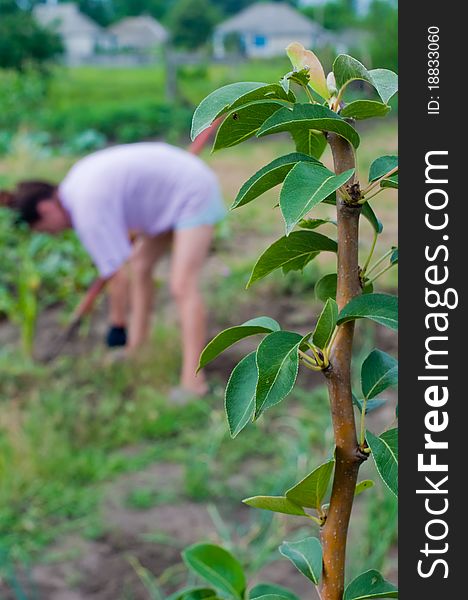 Aplle leafs with working woman on the background. Aplle leafs with working woman on the background