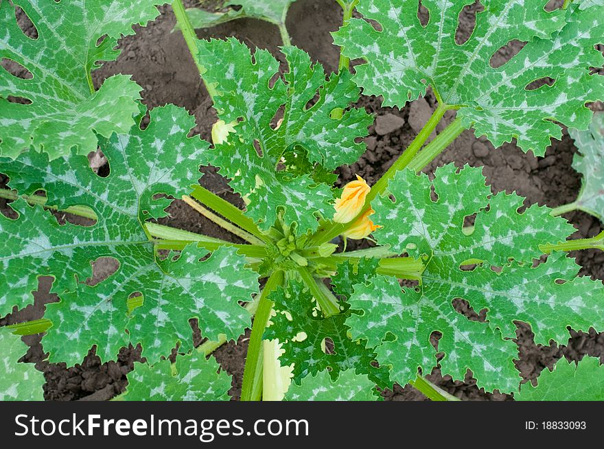 Squash leaves and flower on natural background