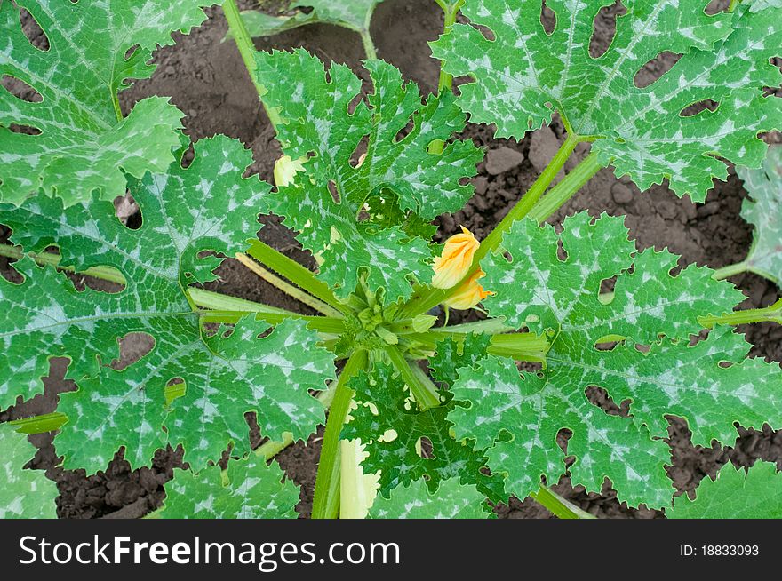 Squash Leaves And Flower