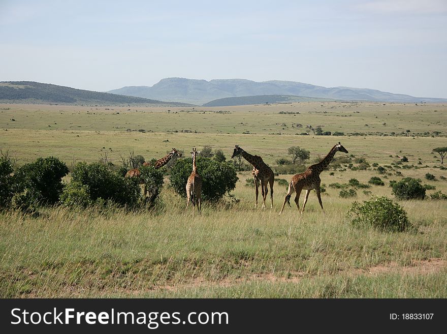 Four giraffes in national park masai mara, kenya