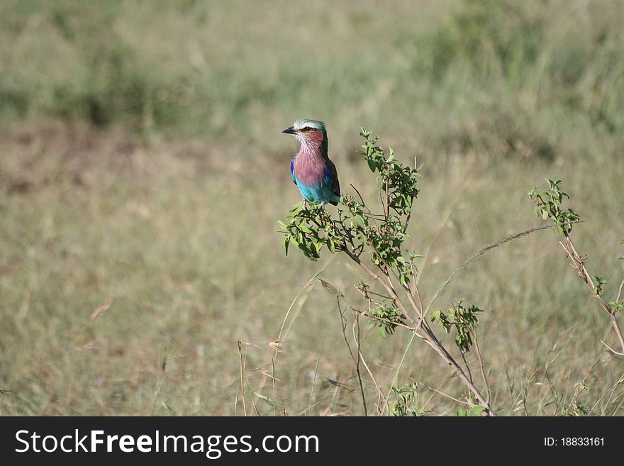 A small colorful bird (Lilac-breasted Roller) in national park masai mara, kenya