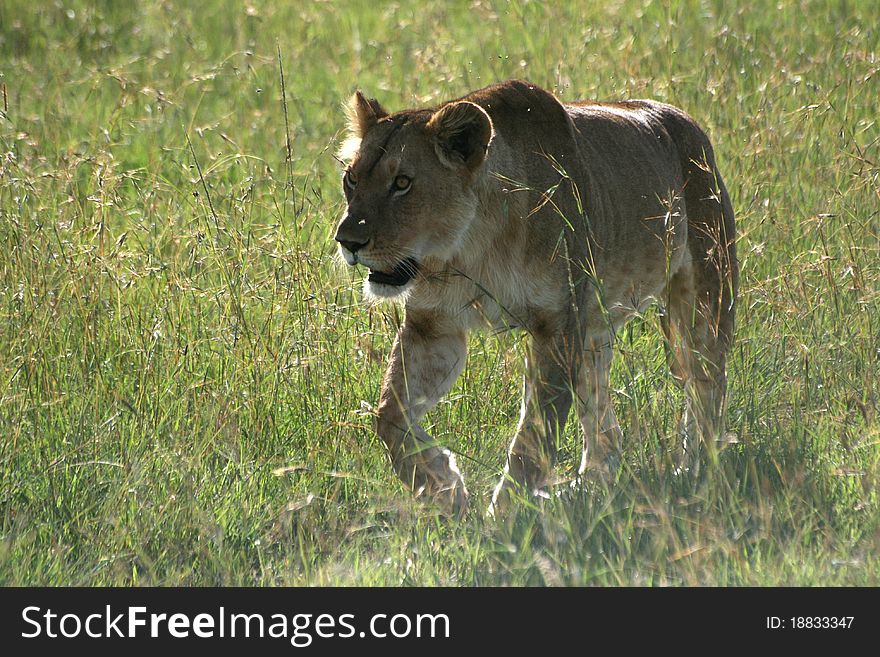 Female lion