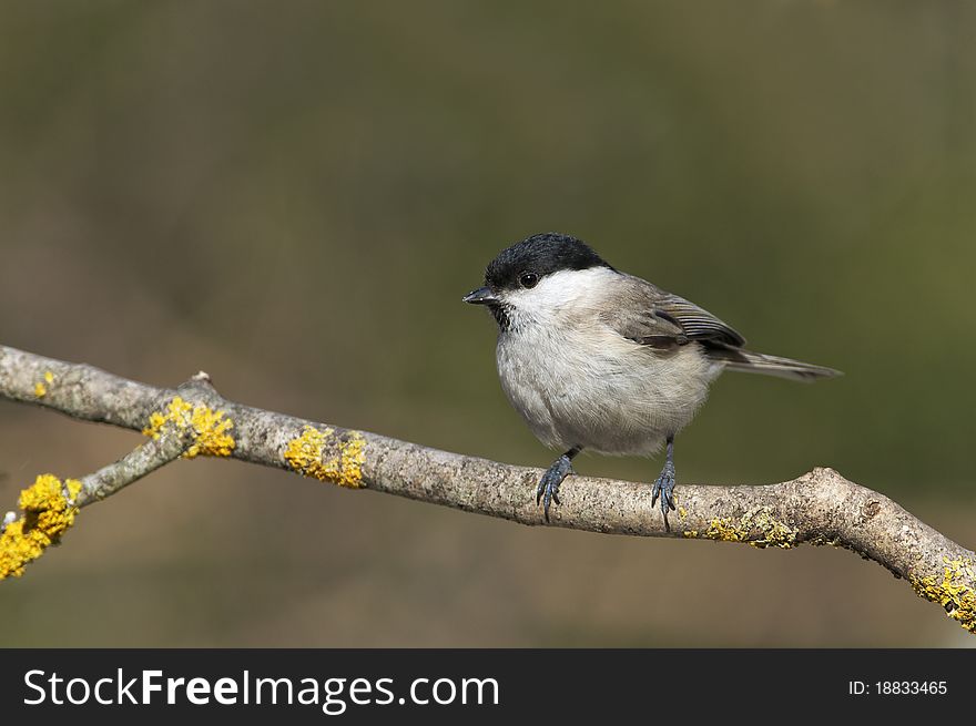 Marsh tit on branch front the beautiful background
