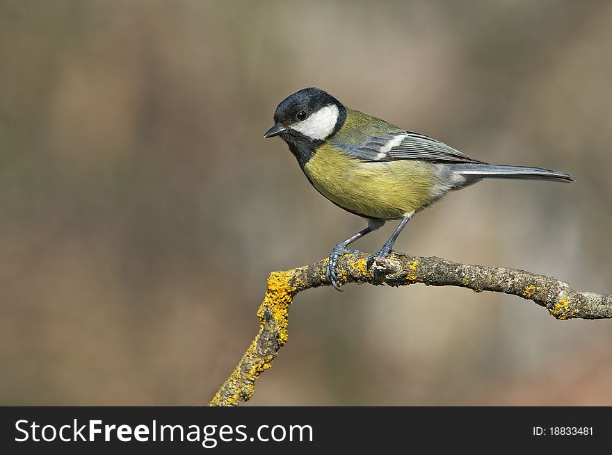 Great tit on branch front the beautiful background