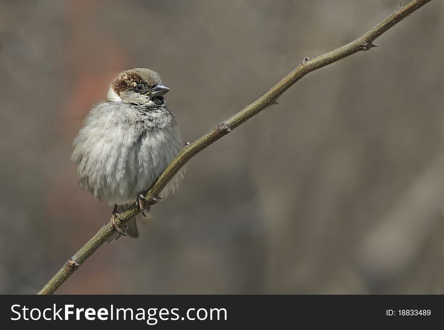 House Sparrow on branch front the beautiful background