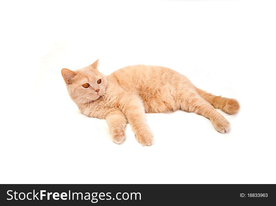 The big British red cat lies on a white background