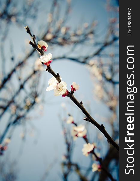 Spring Apricot branch and flowers. Spring Apricot branch and flowers