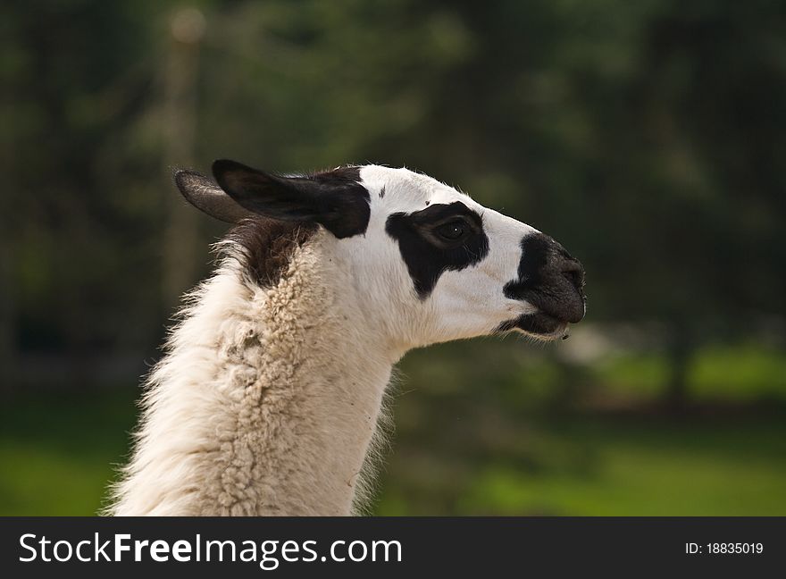 Llama (Lama glama) is a South American camelid popular as a pack and meat animal since prehistoric times. Llama (Lama glama) is a South American camelid popular as a pack and meat animal since prehistoric times