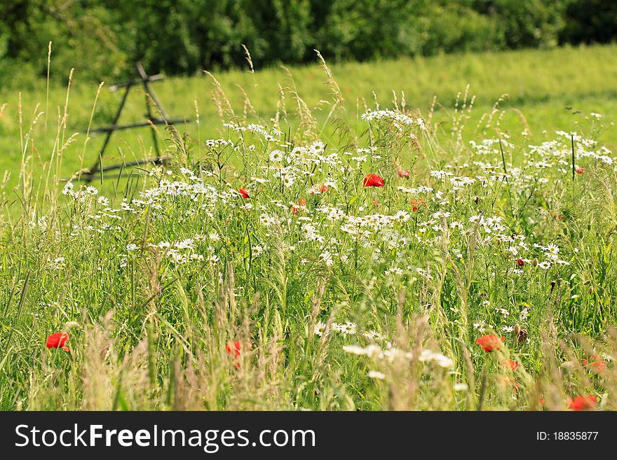 Polish rural landscape with wild Chamomile flowers. Polish rural landscape with wild Chamomile flowers