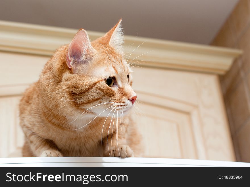 A young ginger tabby cat on kitchenl cupboard