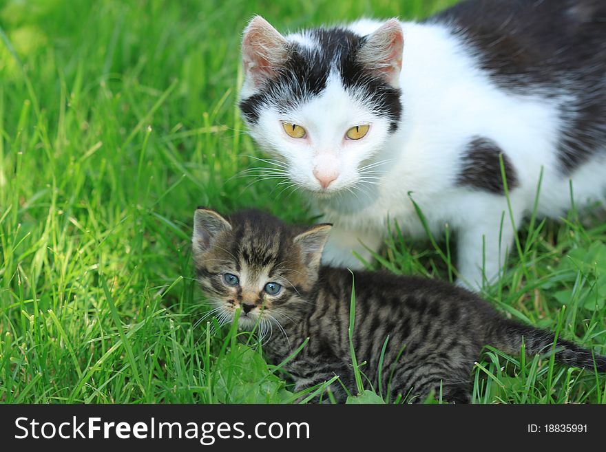 Cat family - mother and kitty in the garden