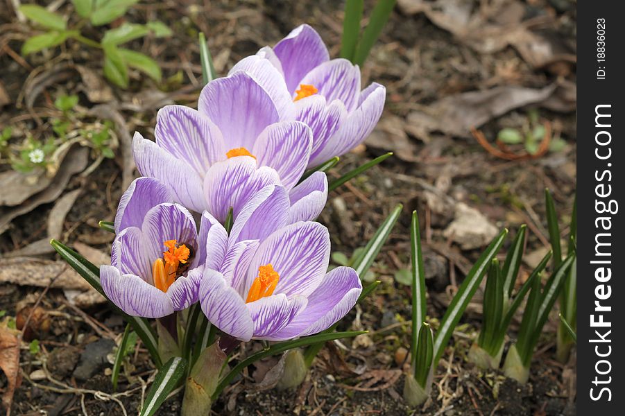 Crocus flowers in purple color. First sign of spring. Crocus flowers in purple color. First sign of spring