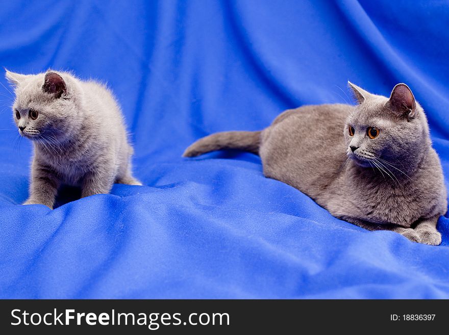 A British kitten and its mother on blue background. A British kitten and its mother on blue background