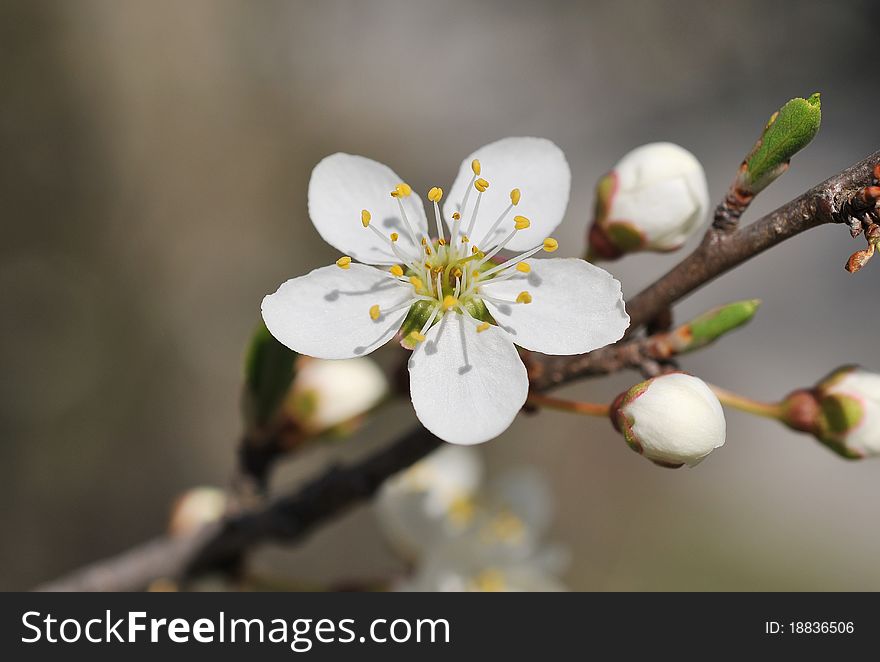 Close up of spring blossoms