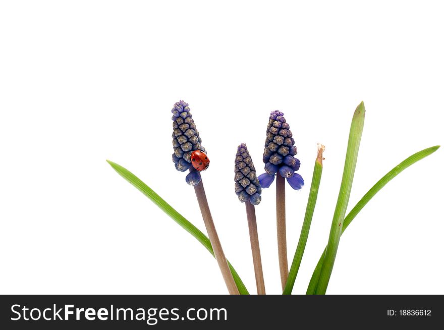 Common grape hyacinth isolated on white background