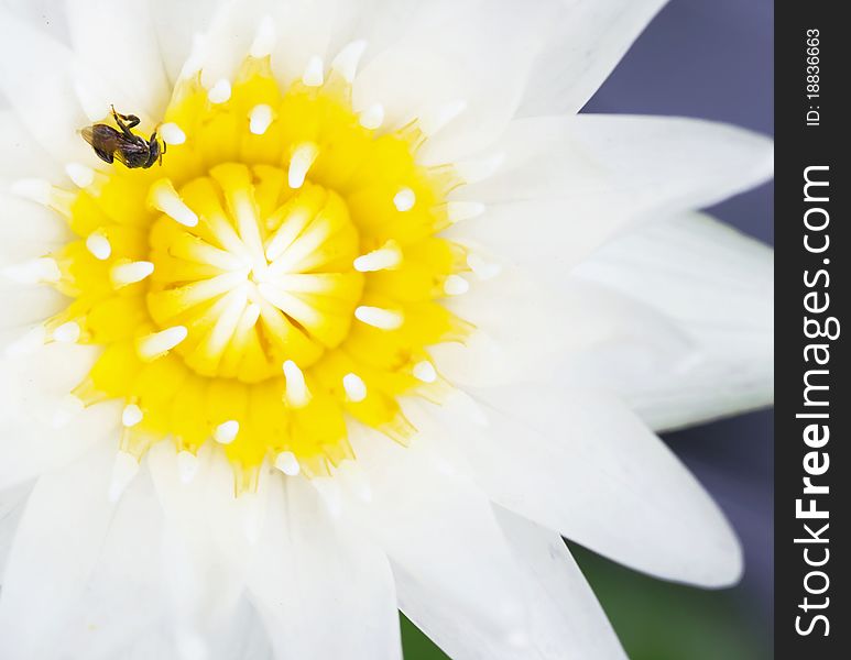 Bee on top of lotus pollen