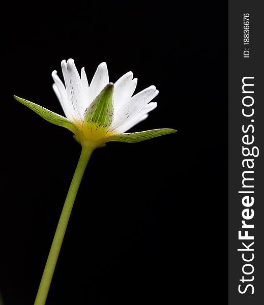 White lotus blossom with black background