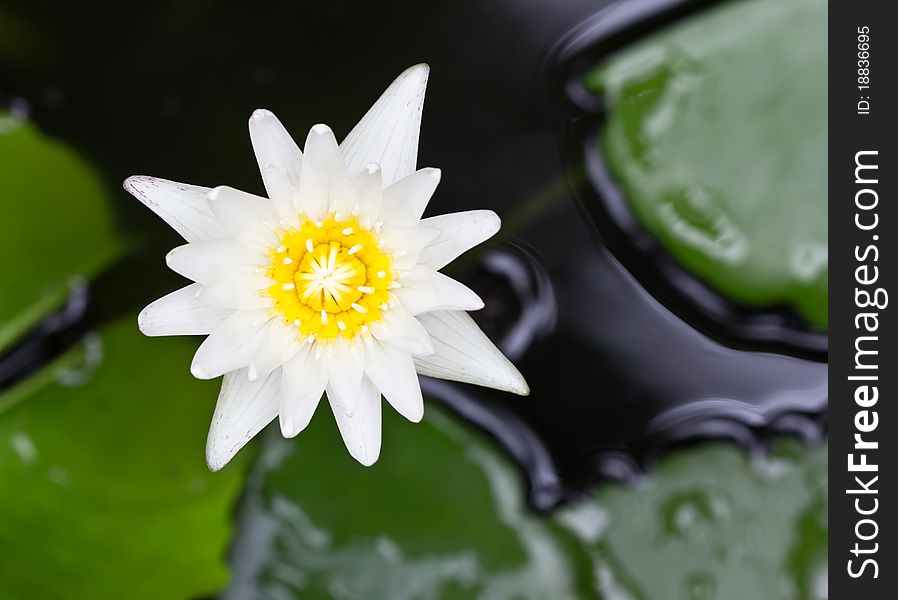 White lotus blossom in a pond