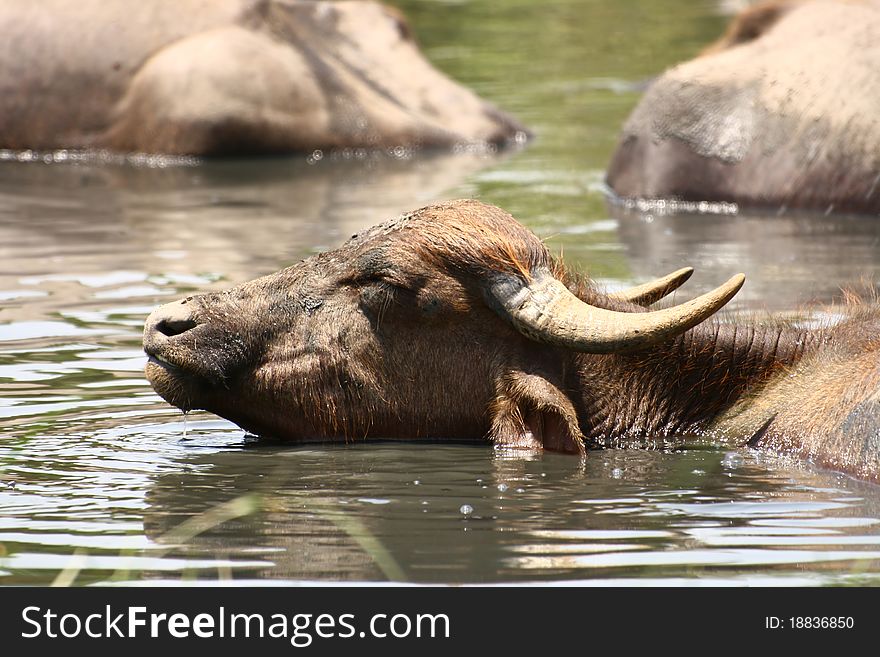 A cattle (buffalo) enjoying bath in water on a hot summer afternoon. A cattle (buffalo) enjoying bath in water on a hot summer afternoon.