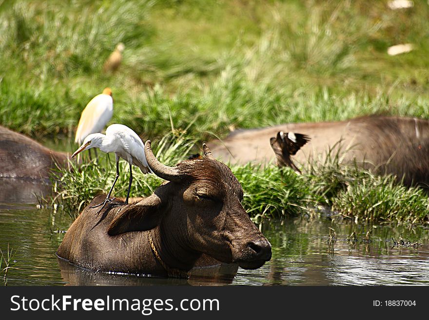 A white heron sitting on top of a cattle's back and watching for its prey. A white heron sitting on top of a cattle's back and watching for its prey.