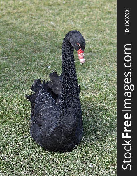 Black swan sitting in the green grass