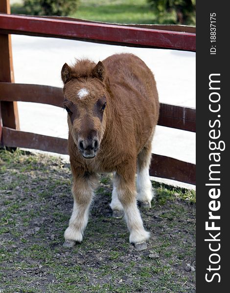 Brown baby pony with white legs in the farm