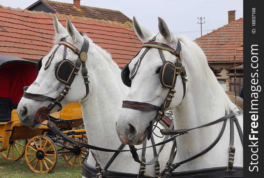 Two white horses and carriages