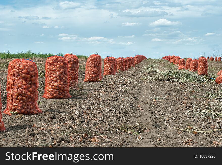 Onion harvest