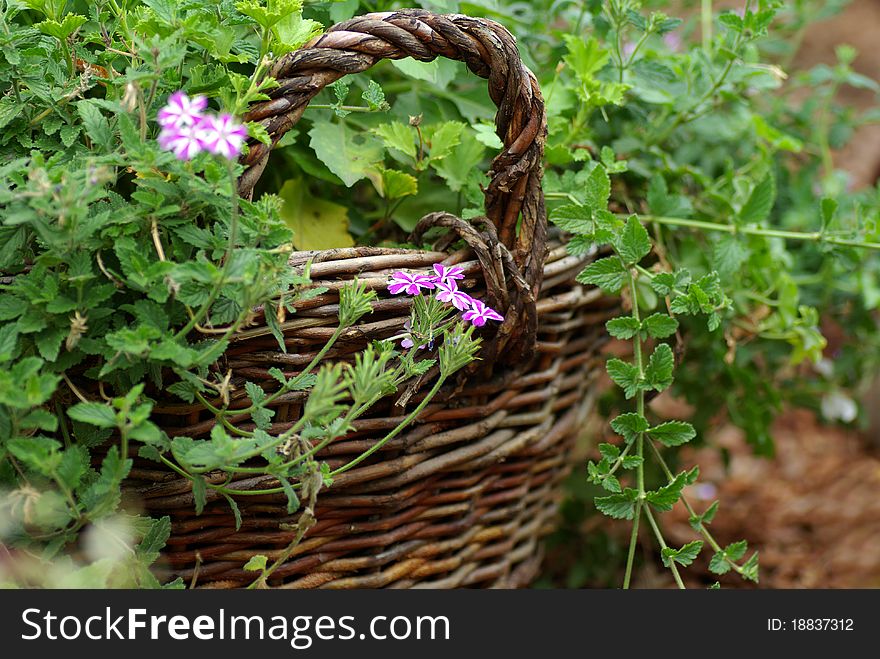 Wattled Basket Is Filled By Green Plants