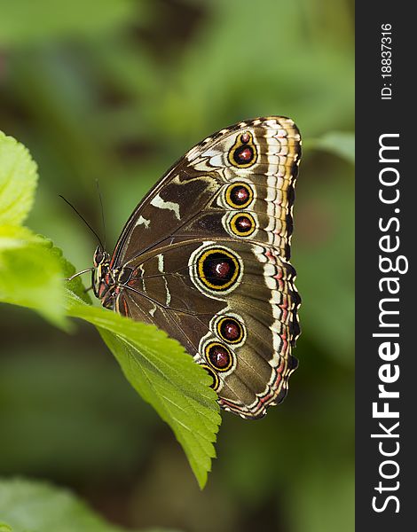 Colorful Owl Butterfly close up shot.